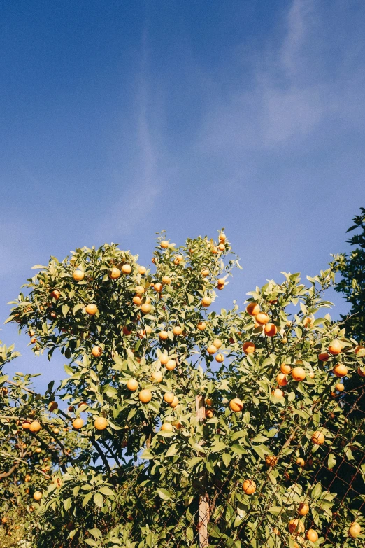 an image of the nches of trees with fruits on them