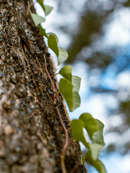 ivy vines growing up the side of a tree