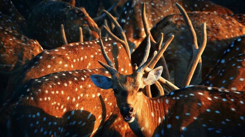 several deer are all facing different directions, with spots on them