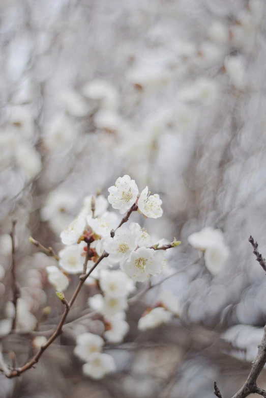 a bunch of pretty flowers sitting on top of a tree