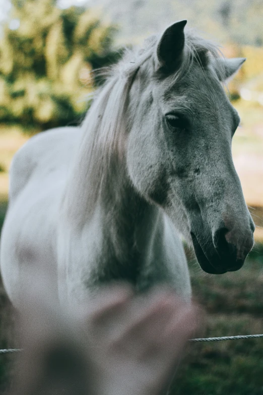 a grey horse is standing in the grass