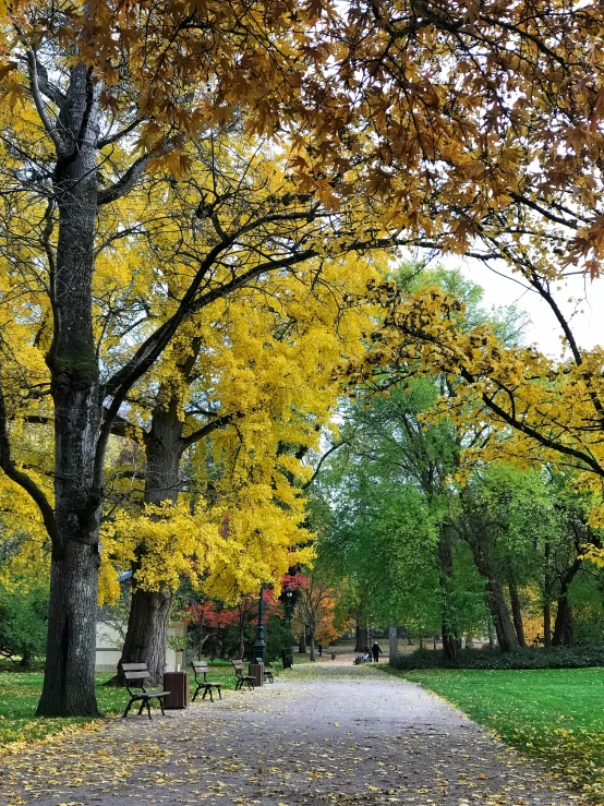 a park has trees that have bright yellow leaves