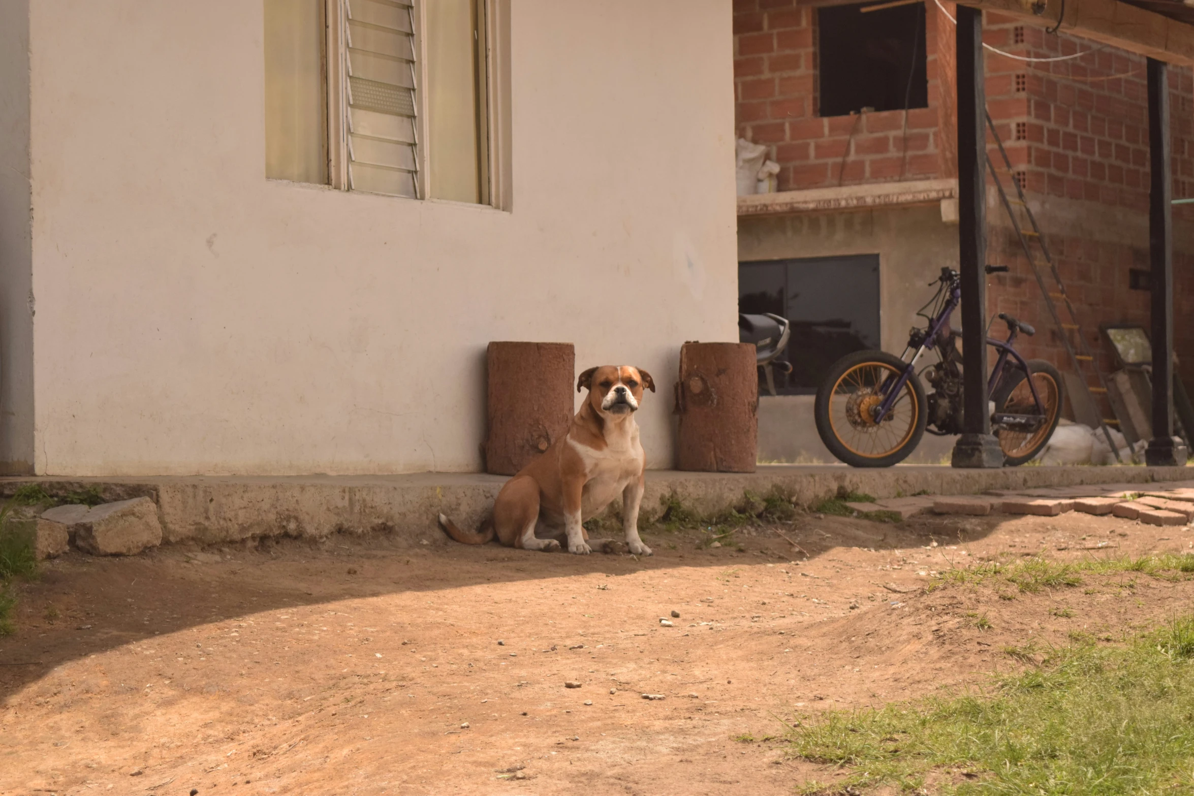 a dog looking out from behind the wall of a house