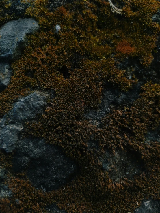 a close up of moss on a rock