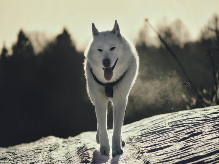 a large white dog walking in the snow