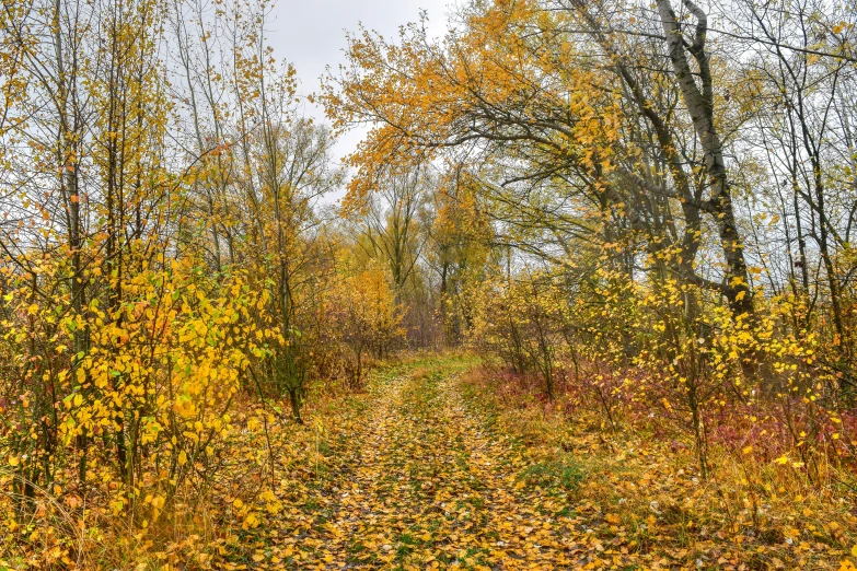 a forest covered in lots of different colored leaves