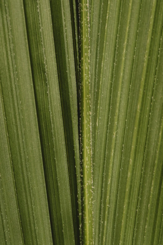 the background of a close up view of a green leaf