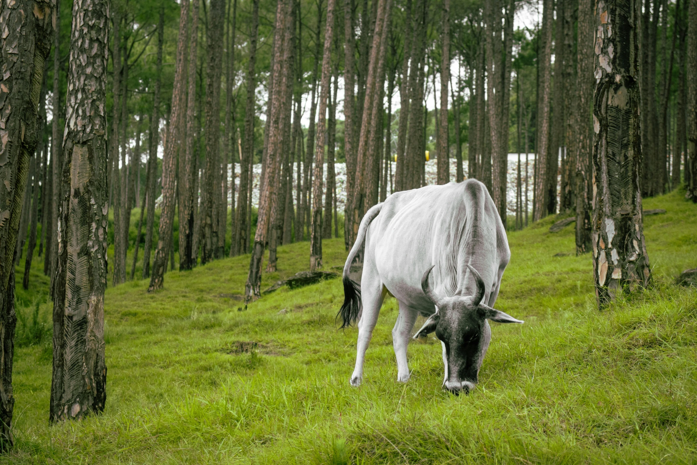 a white horse grazing in the middle of a forest