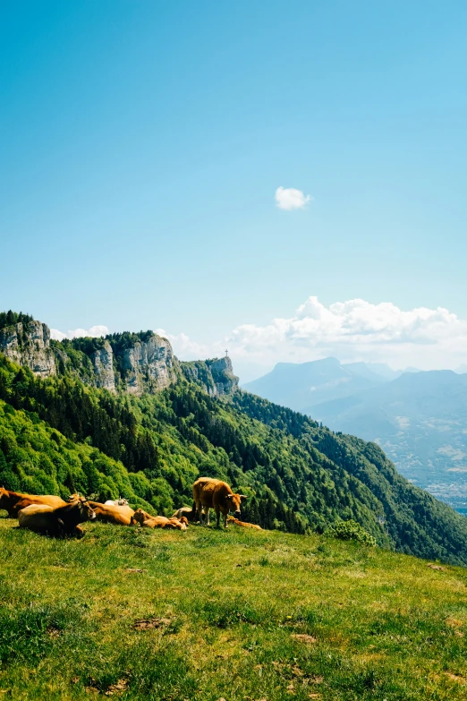 cattle grazing on a steep hill in the mountains