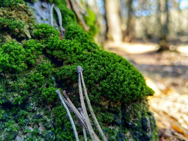 moss growing on a tree trunk in the forest