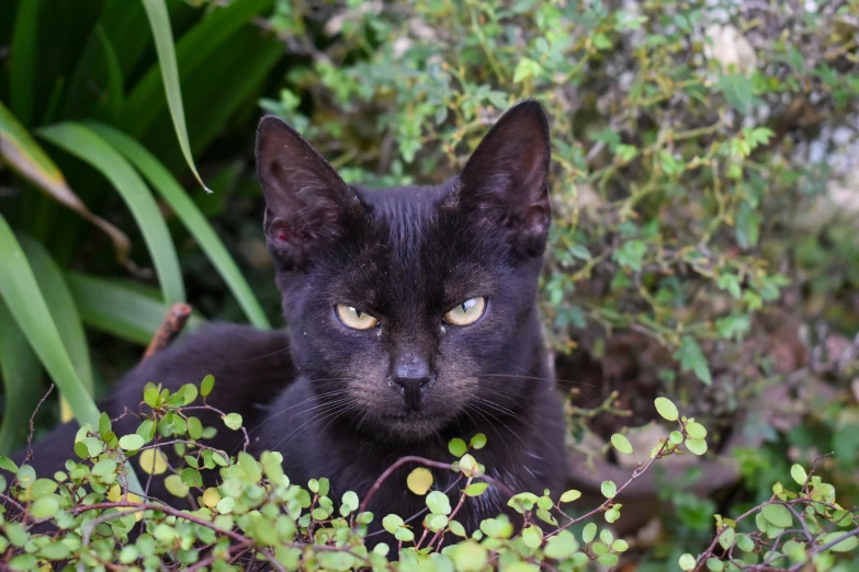 black cat is staring at the camera while sitting in the grass