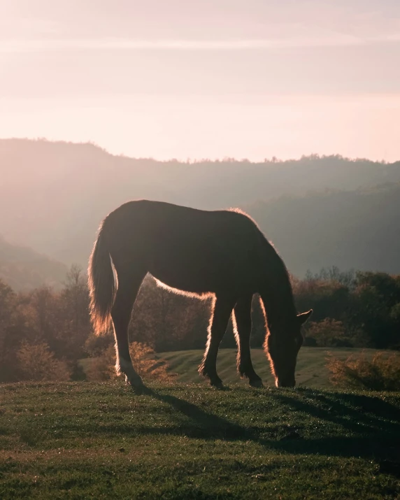 horse grazing in the distance in field near mountains