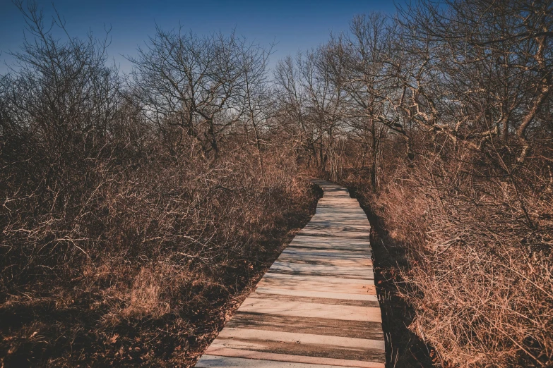 a pathway in a field lined with lots of trees