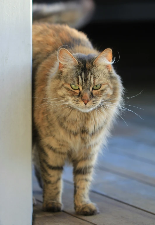 a striped cat is standing in a doorway