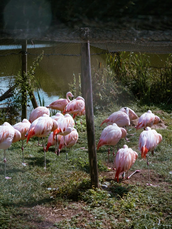 there are many pink flamingos standing in the grass