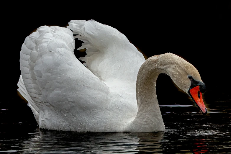 a swan is making a face in the water