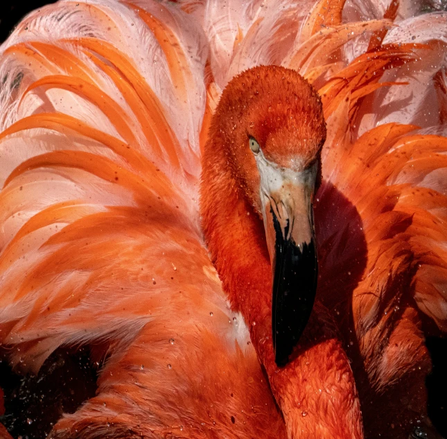 pink flamingos with their heads facing the camera