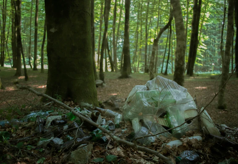 a plastic bag is in the woods near some trees