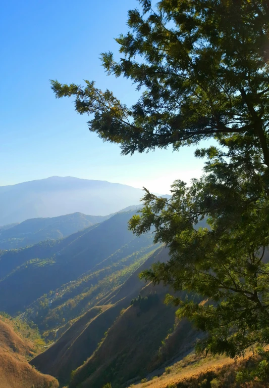 a bench under a tree in the mountains