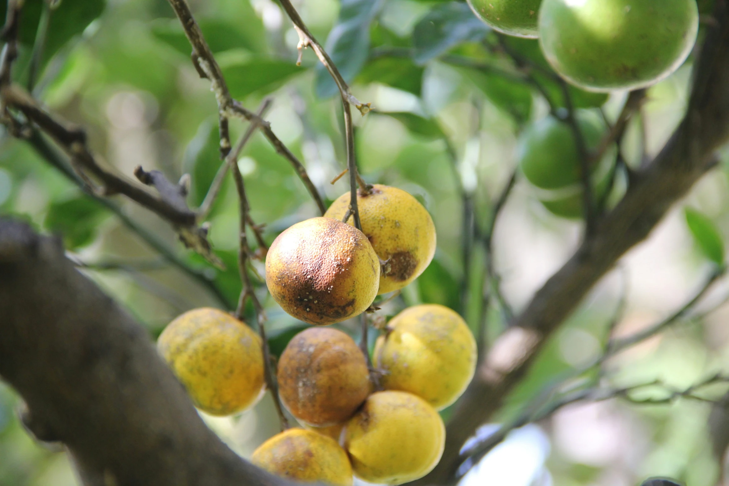 some fruits are growing on a tree nch