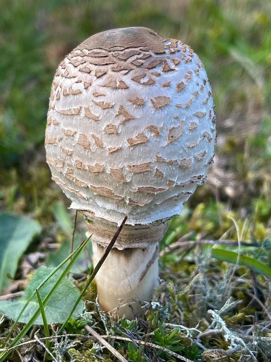 a large mushroom grows in the grass next to leaves