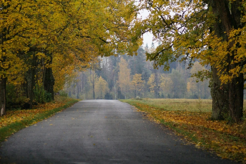 the road is lined with trees and leaves in fall