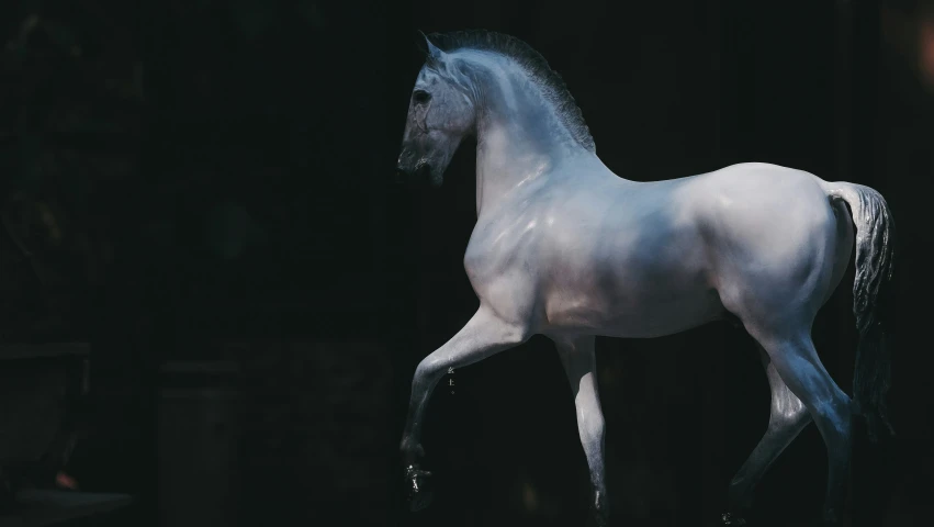 a white horse standing on a dark stage