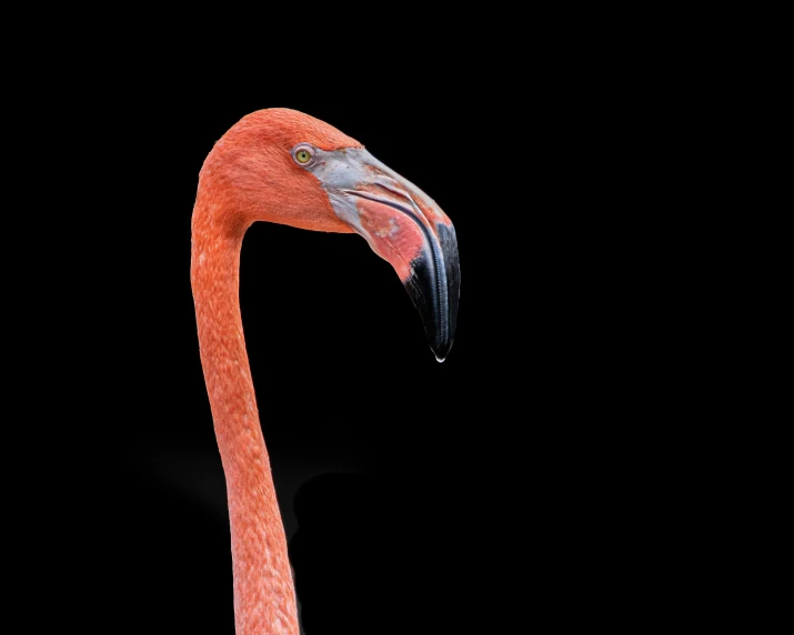 an orange flamingo in the night looking down at its neck
