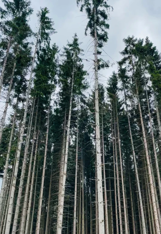 the large, tall trees stand in the middle of the forest