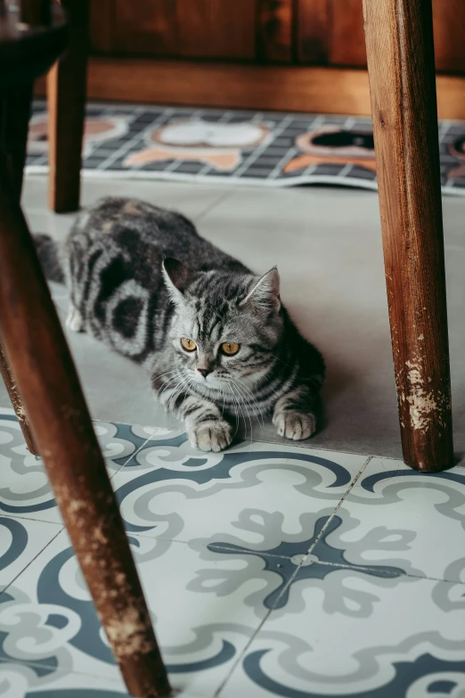 a cat laying underneath a dining table next to a chair