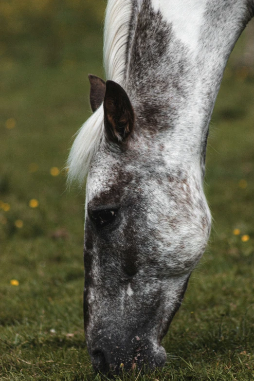 a horse with long hair and gray and white fur grazing on grass