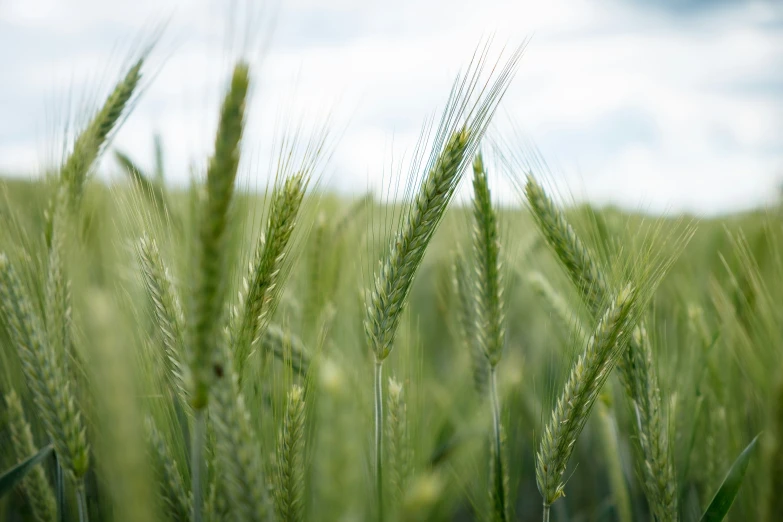 a green field full of tall, green grass