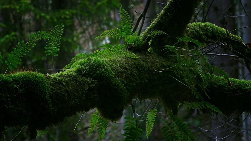 a moss covered tree nch in the middle of a forest