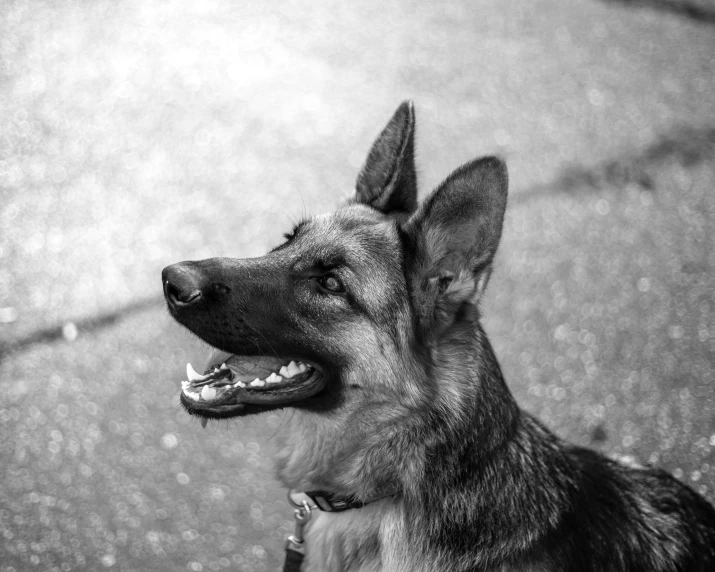 a close up view of a dog on the ground