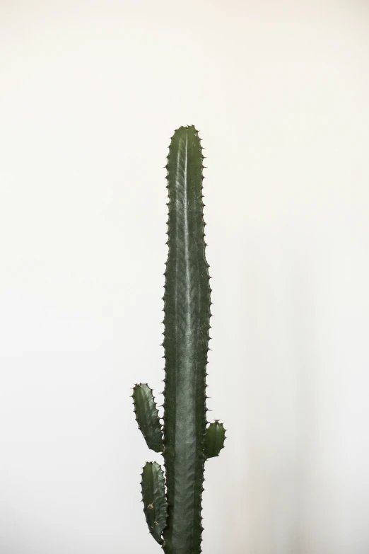 a green cactus is sitting up against a white background