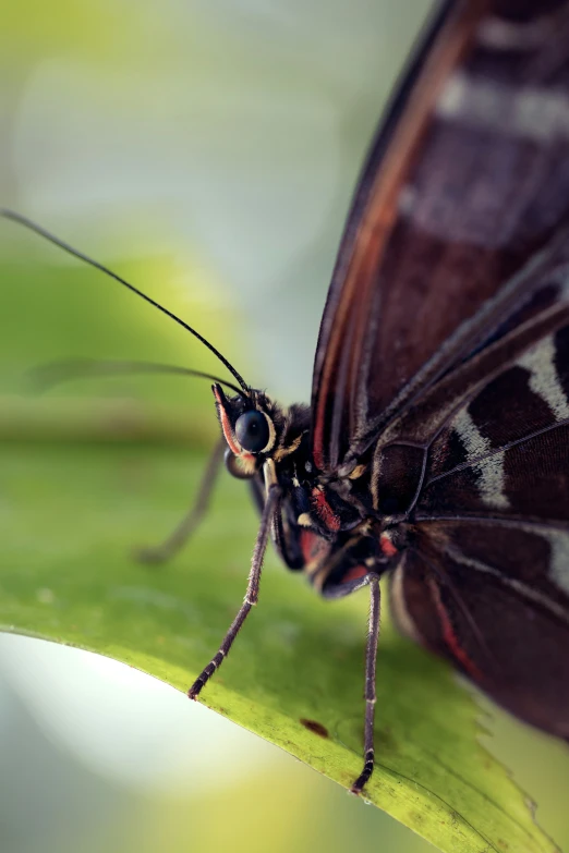 a close up of a small erfly on a green leaf