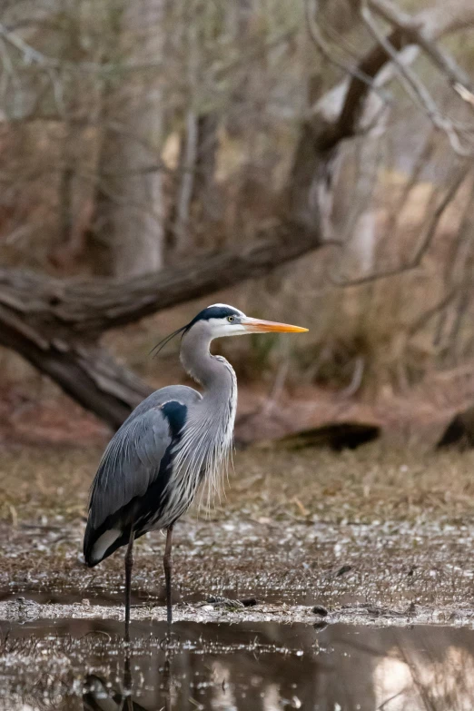 a blue heron is standing in some shallow water