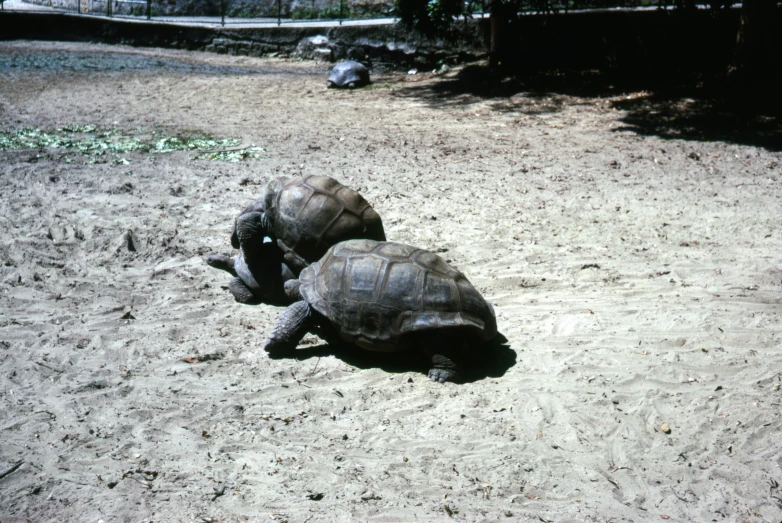 two tortoise in the sand next to each other