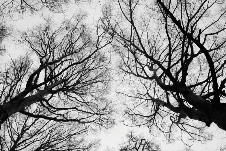 looking up at bare tree nches from below