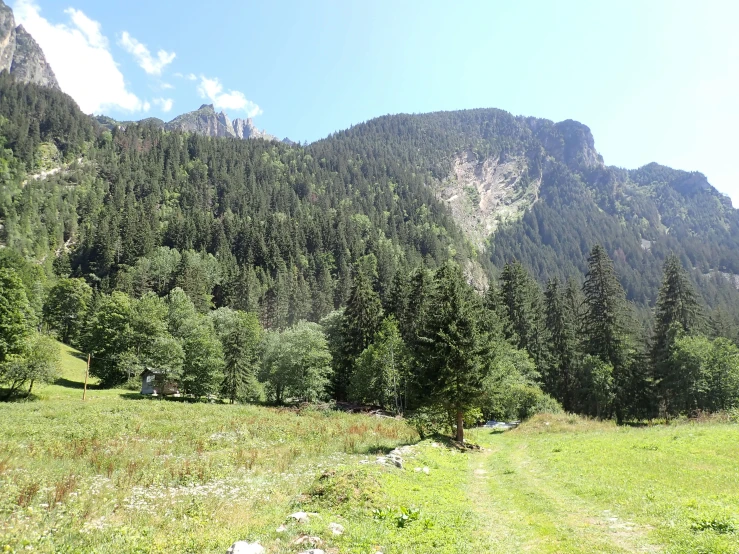 a field near many tall pine trees