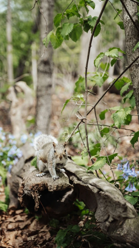 a small animal perched on a fallen log