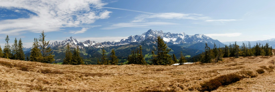 some pine trees in a brown grassy hill