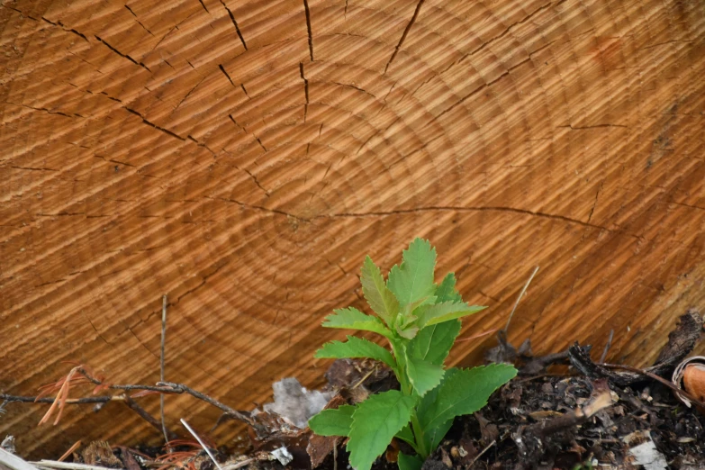 a plant that is growing from the ground in the dirt