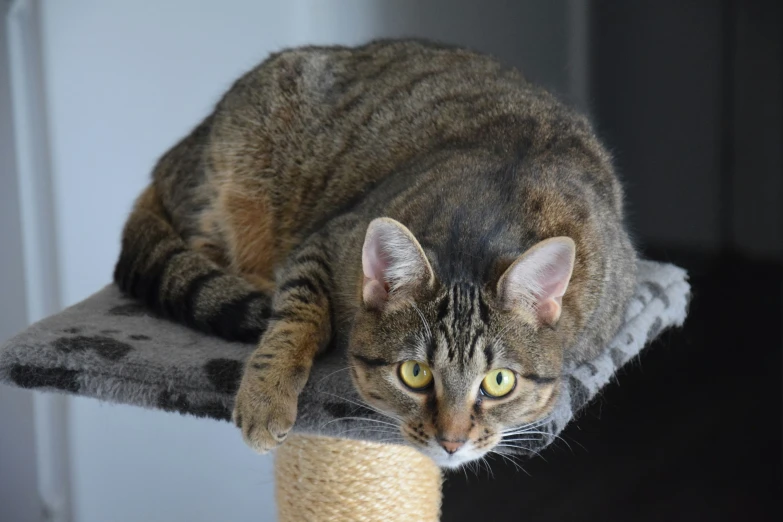 a cat resting on a scratching post