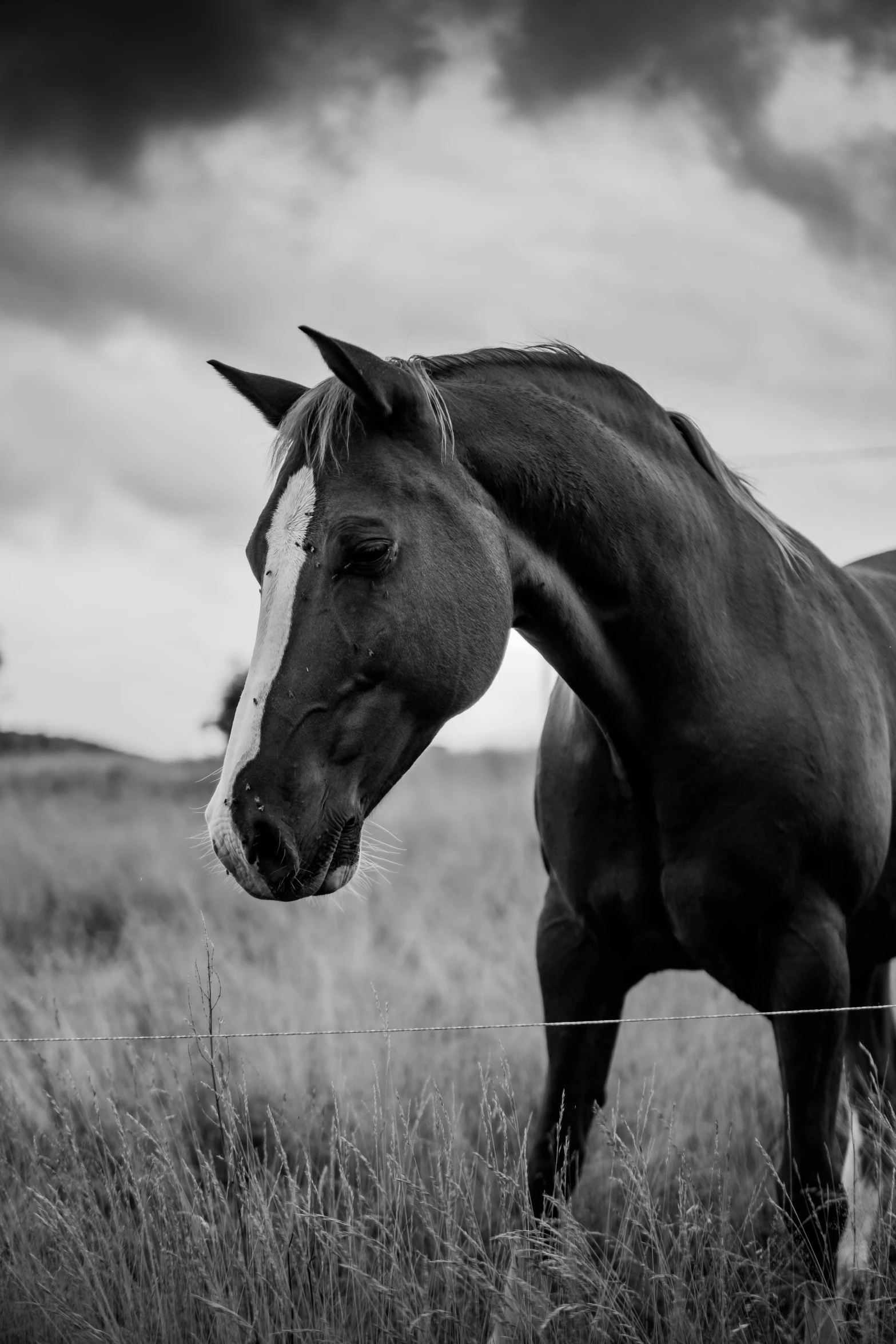 a black and white image of a horse in a field