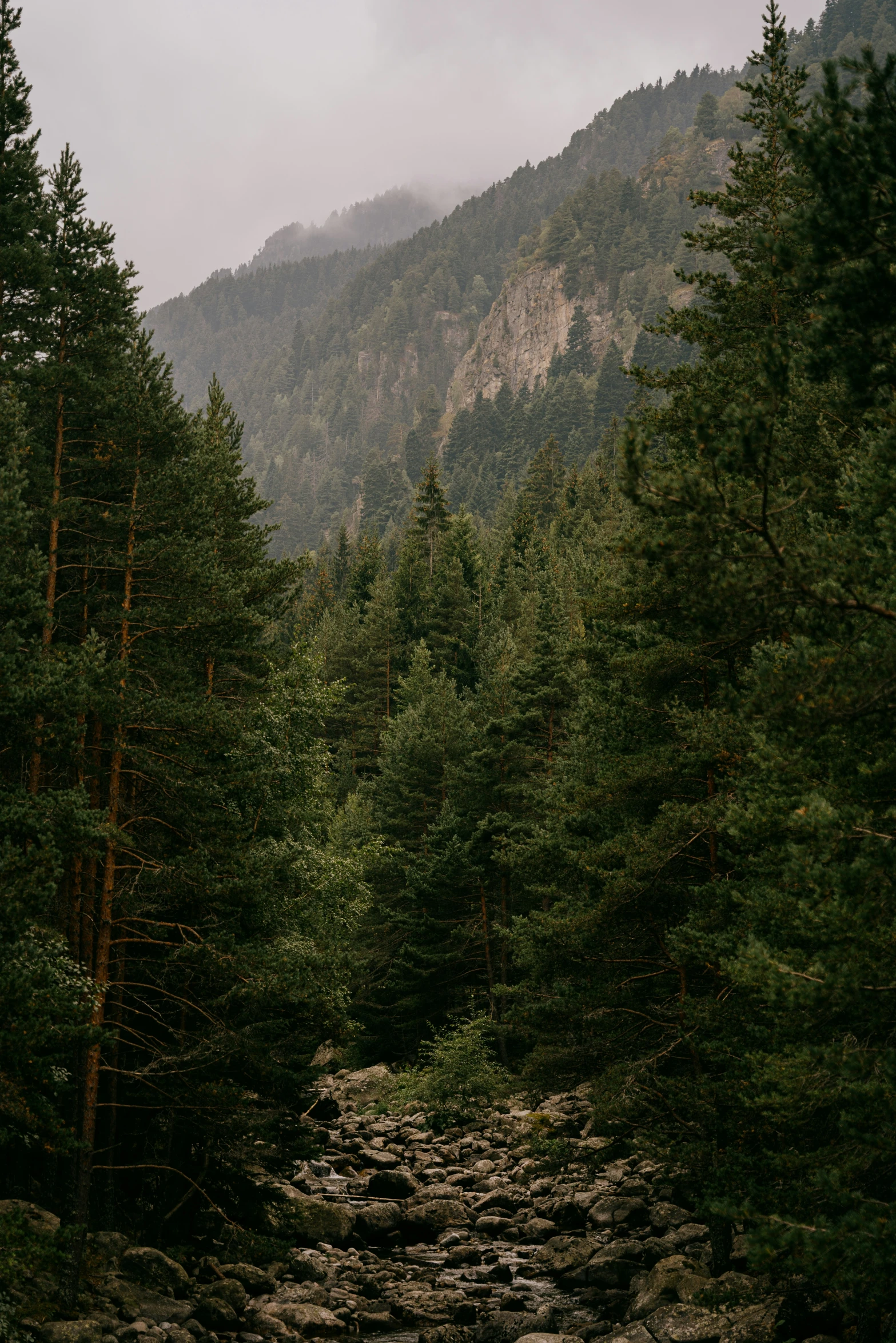 a picture of the road in the woods