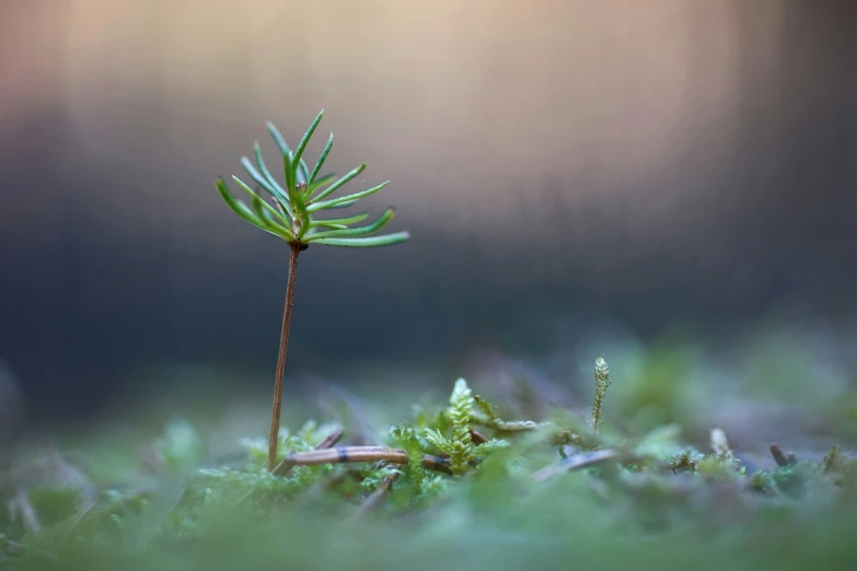 a tiny flower bud stands on a field