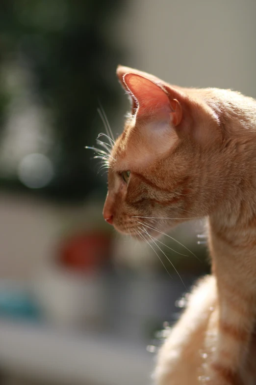 a cat looking around with its eyes closed