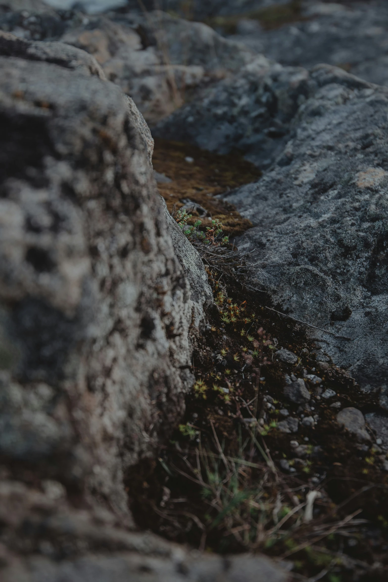 some small rocks are surrounded by grass and weeds