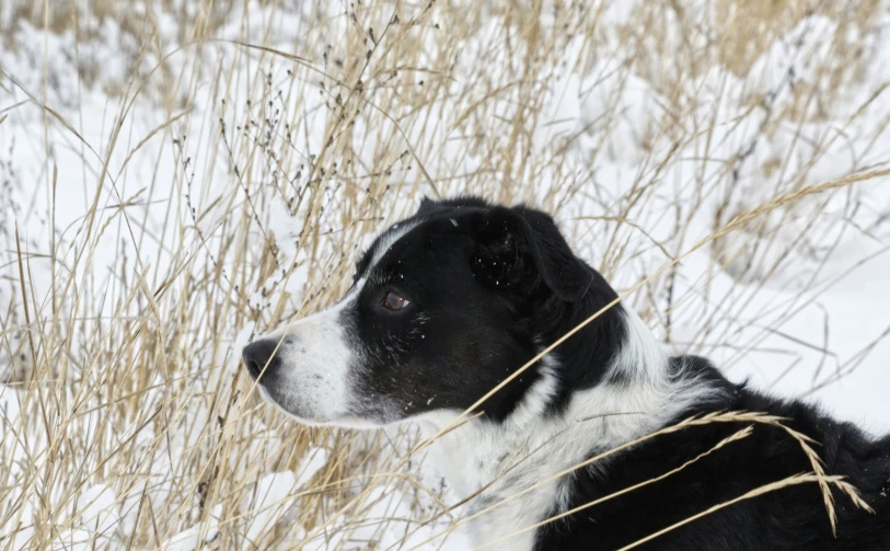 a dog laying in the snow looking back